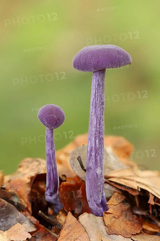 Violet varnish funnel mushroom or amethyst deceiver (Laccaria amethystina), North Rhine-Westphalia, Germany, Europe