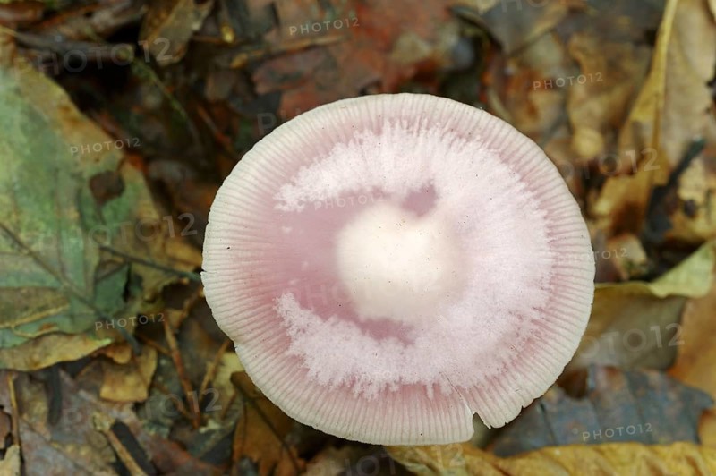 Lilac bonnet (Mycena pura), North Rhine-Westphalia, Germany, Europe