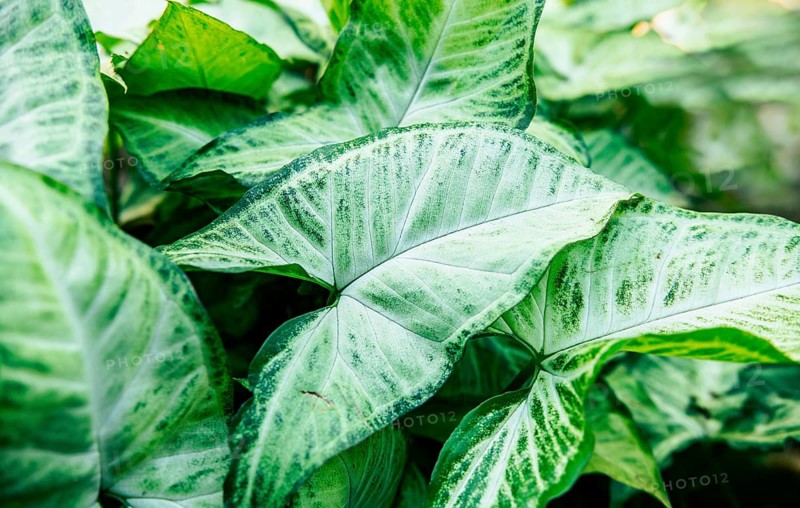 Tropical Caladium Leaves. Caladium leaves background. Details of caladium plants in a garden