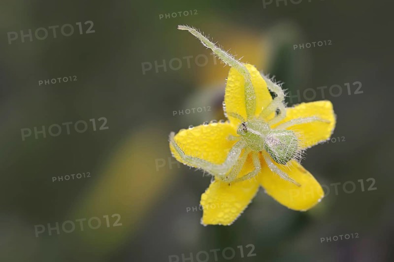 Tirangel crab spider (Heriaeus graminicola), crab spider on a flower of shrubby jasmine (Chrysojasminum fruticans, Jasminum fruticans), Provence, southern France