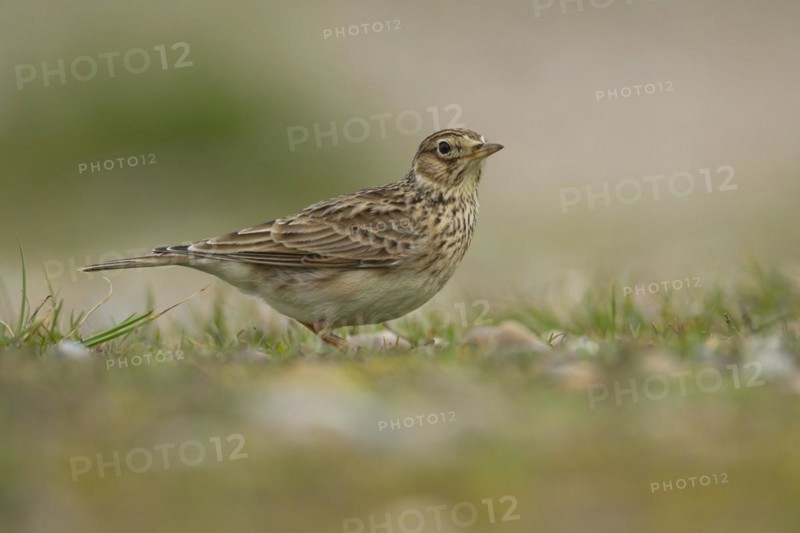 Eurasian skylark (Alauda arvensis) adult bird on grassland, England, United Kingdom, Europe