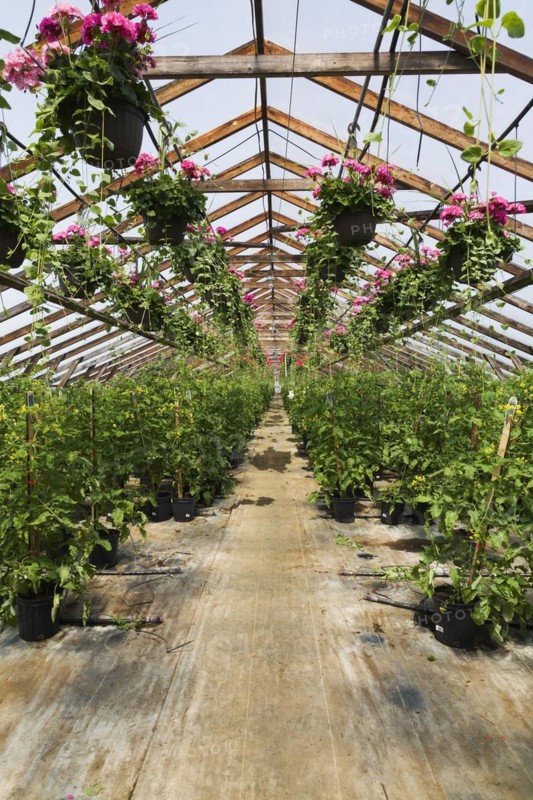 Pink Pelargonium, Geraniums in hanging baskets and Solanum lycopersicum, Cherry Tomato plants in containers inside greenhouse in spring, Quebec, Canada, North America