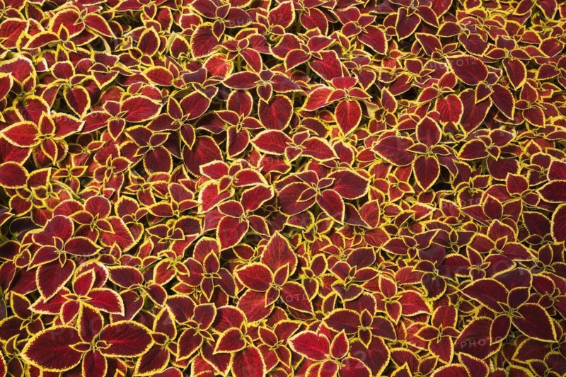 Tightly packed burgundy and yellow Solenostemon, Coleus plants growing in containers inside greenhouse in spring, Quebec, Canada, North America