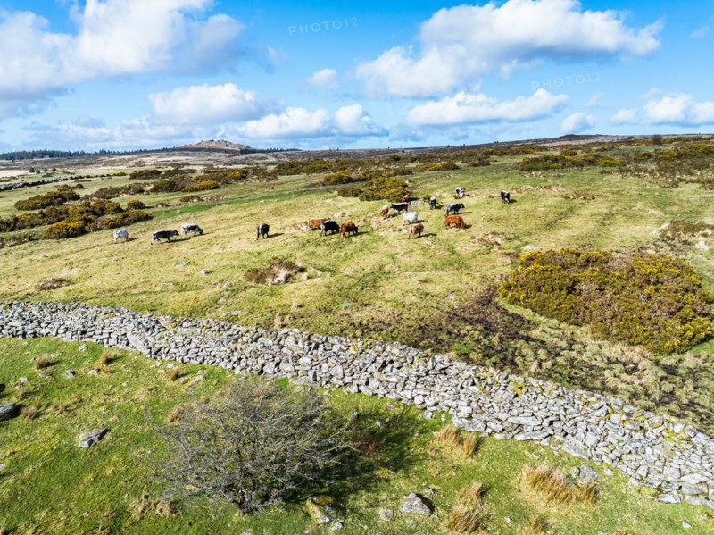Farms over West Dart River in Dartmoor National Park, Devon, England, United Kingdom, Europe