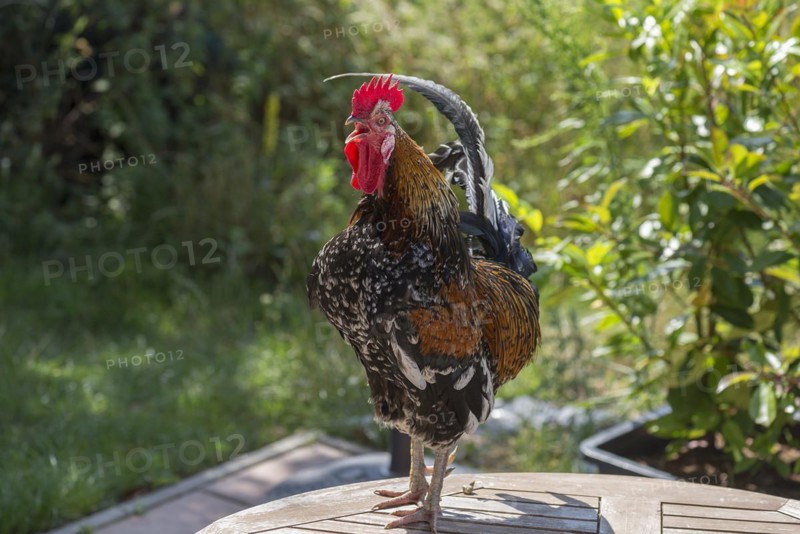 Crowing rooster domestic chicken (Gallus gallus domesticus) on a patio table, Mecklenburg-Western Pomerania, Germany, Europe