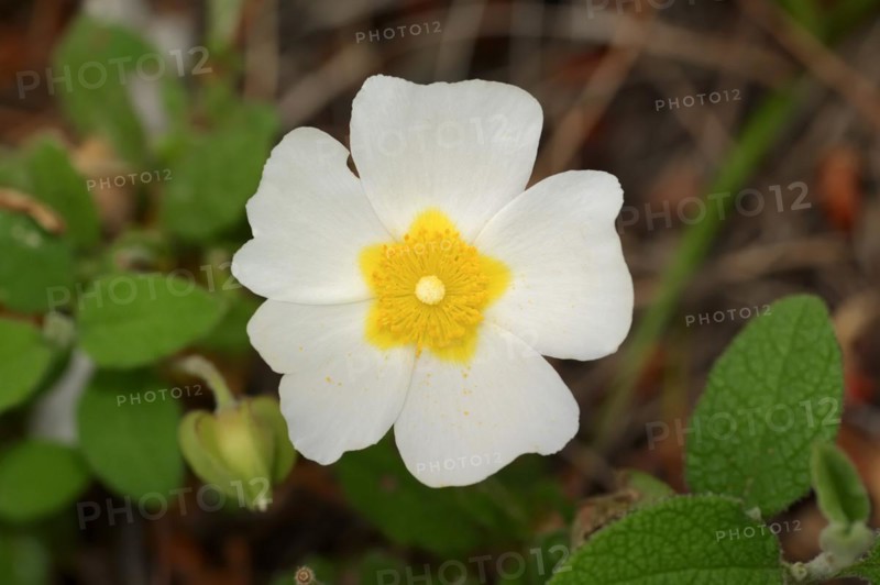 Sage-leaved rockrose (Cistus salviifolius), flower, Provence, southern France