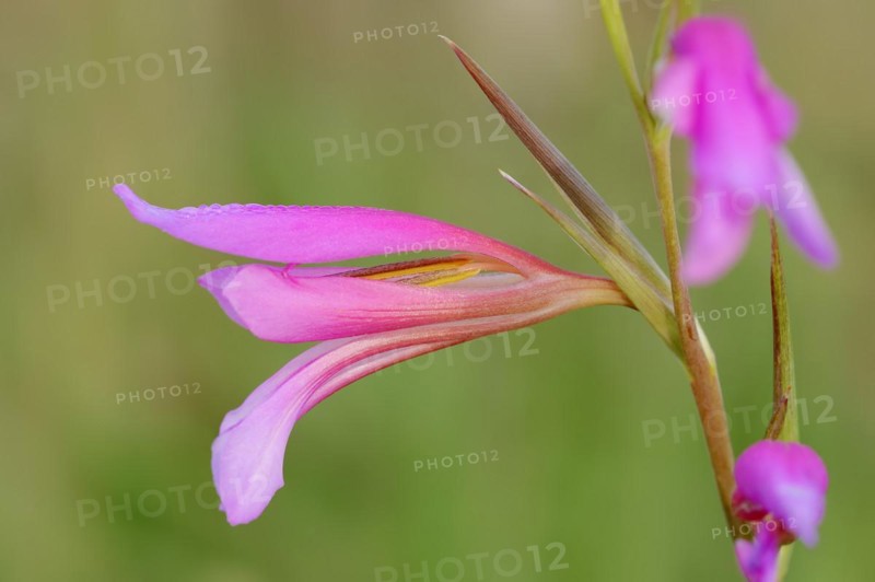 Illyrian gladiolus or wild gladiolus (Gladiolus illyricus), flowers, Camargue, Provence, southern France