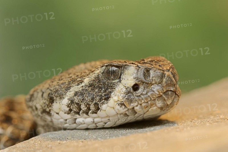 Texas rattlesnake or western diamondback rattlesnake (Crotalus atrox), captive, occurring in North America