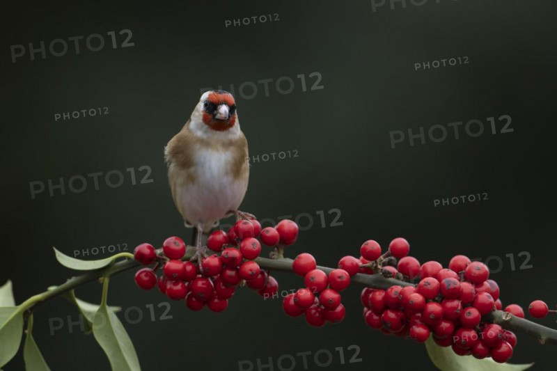European goldfinch (Carduelis carduelis) adult bird on a Holly tree branch with red berries in winter, England, United Kingdom, Europe