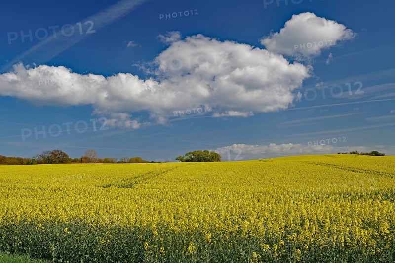 Wide flower field with yellow rape blossoms under a blue sky and white clouds, spring, Langeland, Manor Route, Denmark, Europe