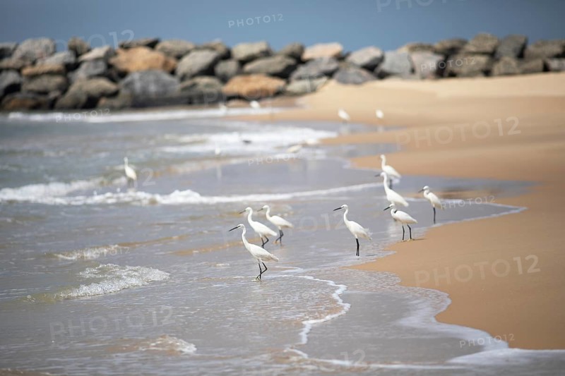 Great egret (Ardea alba, syn.: Casmerodius albus, Egretta alba) at Marari Beach or Strand, Mararikulam, Alappuzha district, Kerala, India, Asia