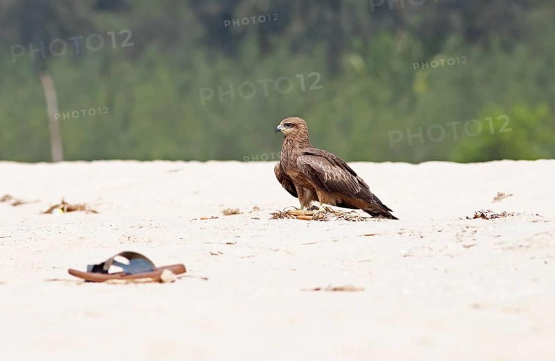 Steppe buzzard (Buteo buteo) at Marari Beach or beach, Mararikulam, Alappuzha district, Kerala, India, Asia