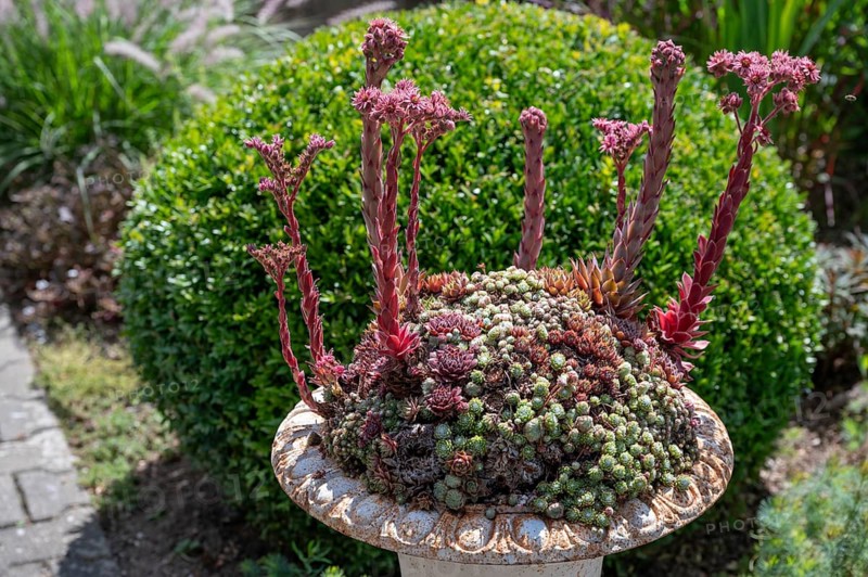 Flowering roof houseleek (Sempervivum tectorum) in a flower bowl, Bavaria, Germany, Europe