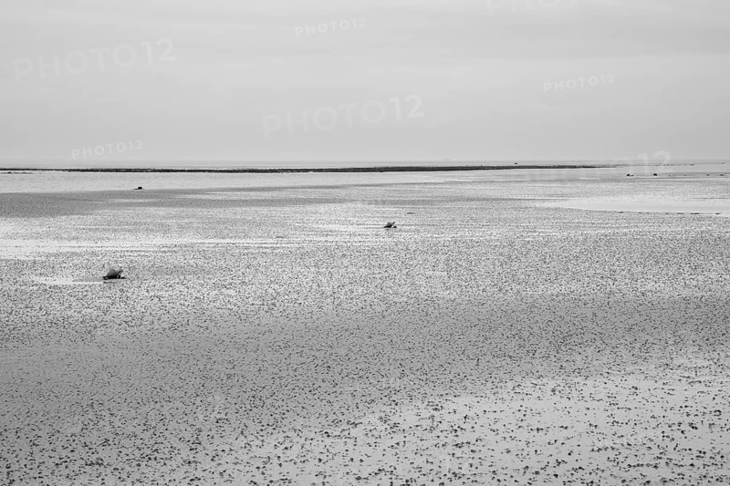 Wadden Sea at low tide with numerous piles of lugworms, two buoys, black and white, Utersum, Föhr, North Sea island, North Frisia, Schleswig-Holstein, Germany, Europe