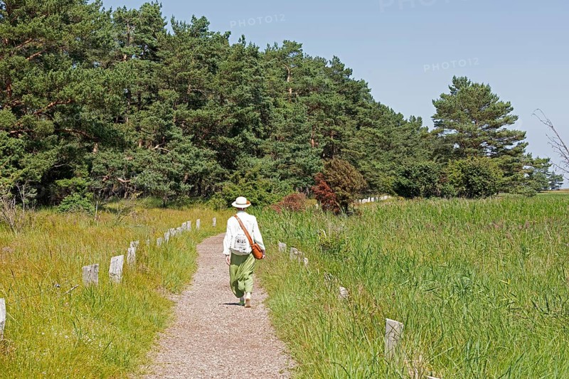 Elderly woman, trees, pines, reed grass, circular hiking trail, Darßer Ort, Born a. Darß, Mecklenburg-Western Pomerania, Germany, Europe
