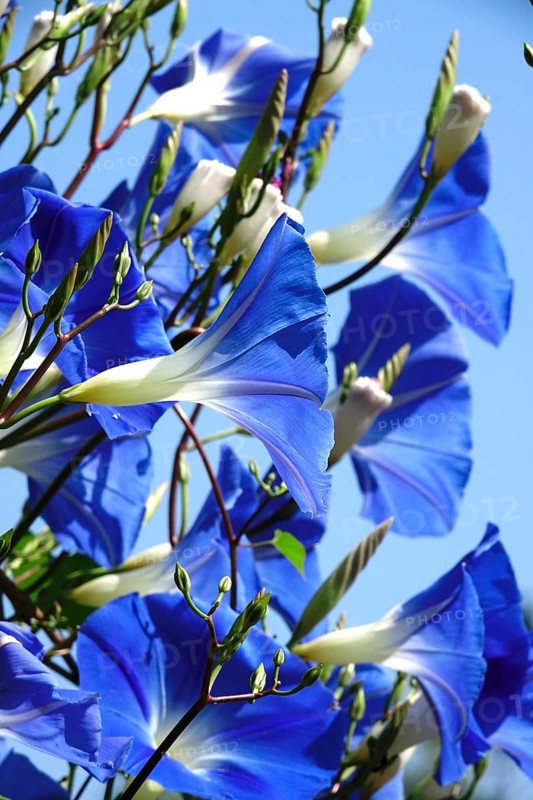 Blue vetch, September, Germany, Europe