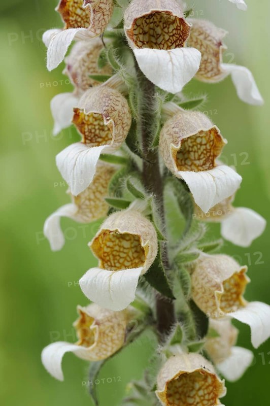 Woolly foxglove (Digitalis lanata), flowers, medicinal plant, North Rhine-Westphalia, Germany, Europe