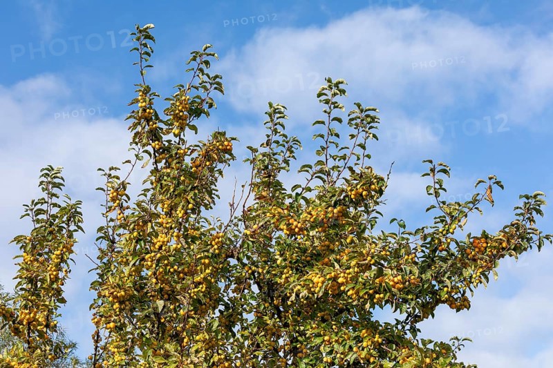 Apple tree, crab apple (Malus sylvestris), Strucklahnungshörn, Nordstrand, Nordfriesland, Schleswig-Holstein, Germany, Europe