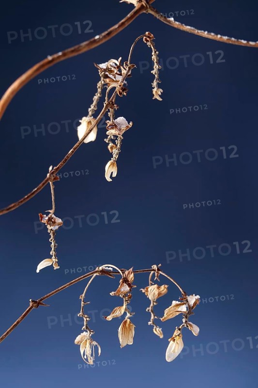 Hops in winter, Germany, Europe