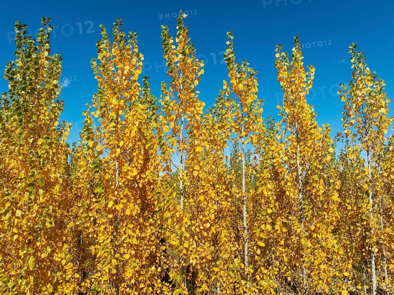 European Aspen (Populus tremula) in autumnal colours. Cultivated for timber. Drone shot. Granada province, Andalusia, Spain, Europe