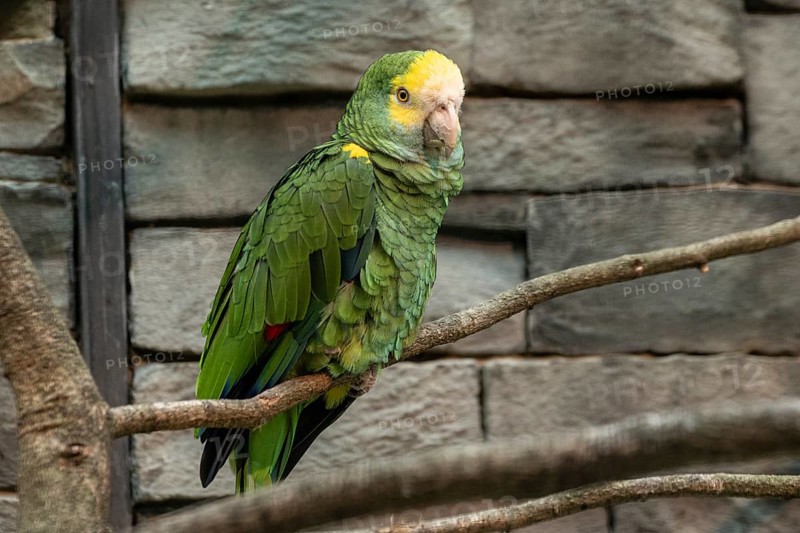 Yellow-shouldered Amazon (Amazona barbadensis), Walsrode Bird Park, Lower Saxony, Germany, Europe