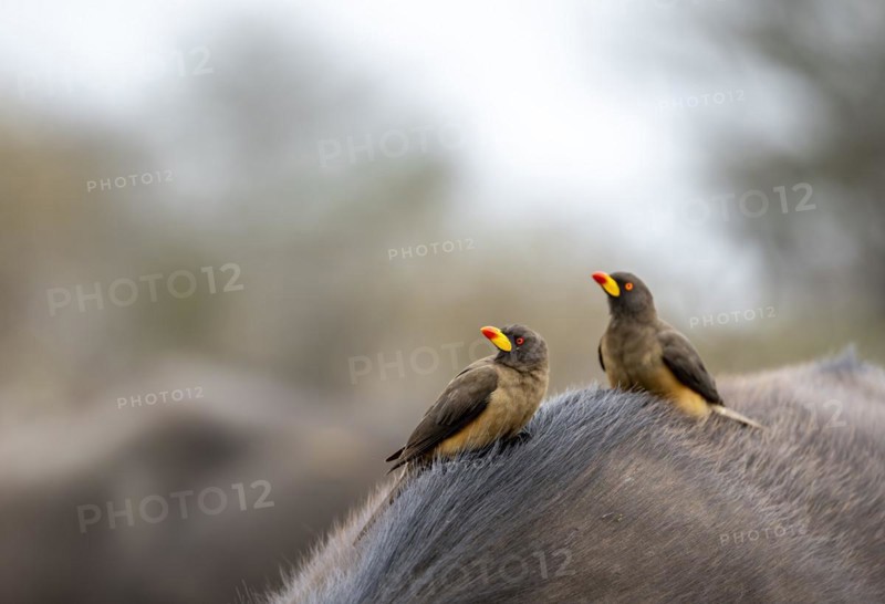 Yellow-billed oxpecker (Buphagus africanus) on the back of a african buffalo (Syncerus caffer caffer), Kruger National Park, South Africa, Africa