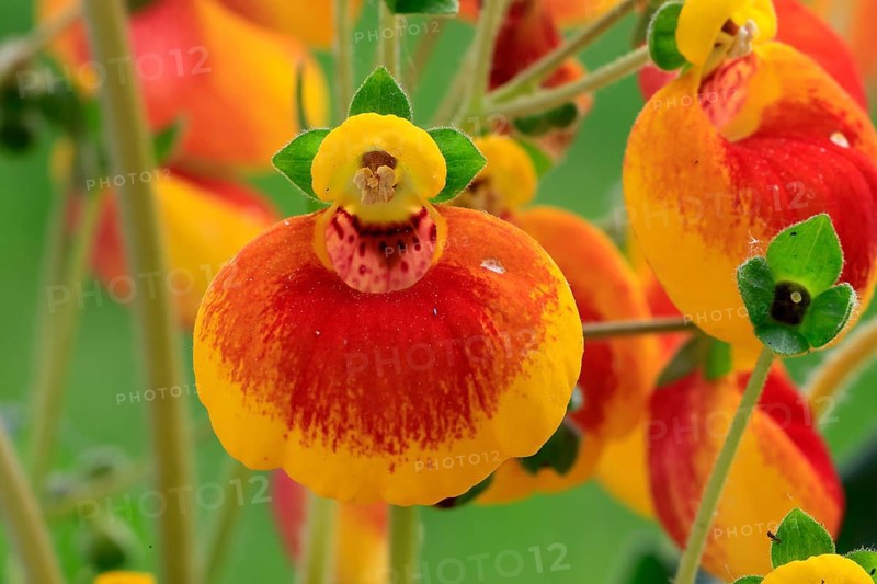 Slipper flower (Calceolaria Hybride), flowering, Elllerstadt, Germany, Europe