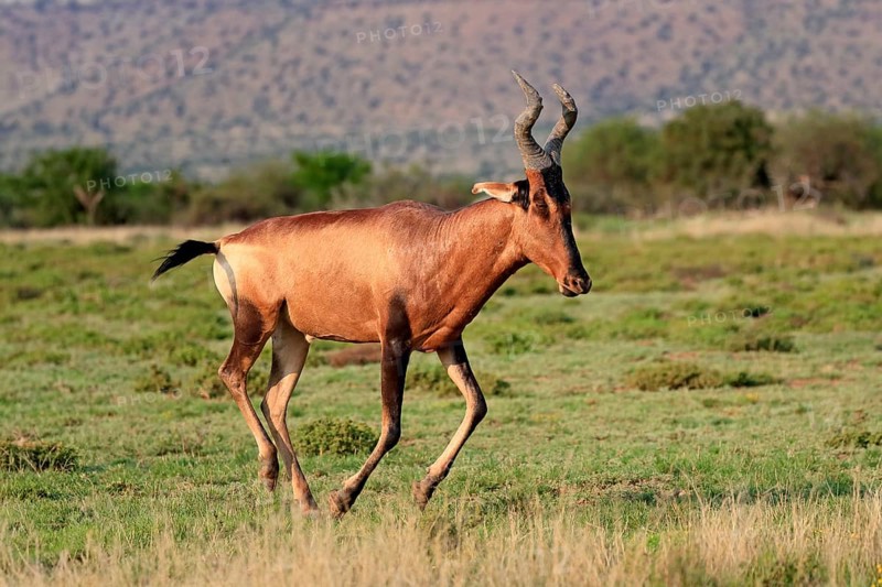 Red hartebeest (Alcelaphus buselaphus caama), Kaama, adult, running, foraging, Mountain Zebra National Park, Eastern Cape, South Africa, Africa