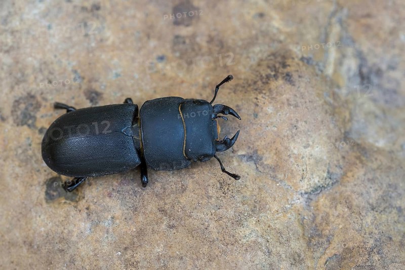 A lesser stag beetle (Dorcus parallelipipedus) crawling over a brown ground, Hesse, Germany, Europe