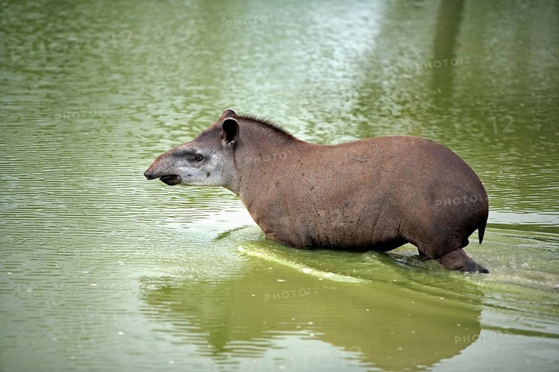 Lowland tapir (Tapirus terrestris), adlut, water, Pantanal, Brazil, South America