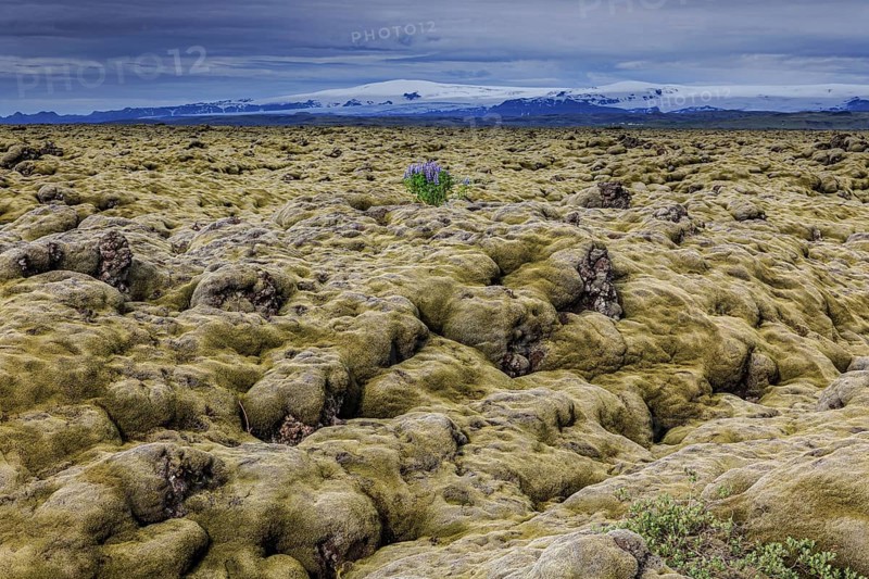 Lupines, lava field, glacier behind, cloudy, Eldhraun, Myrdalsjökull behind, Iceland, Europe