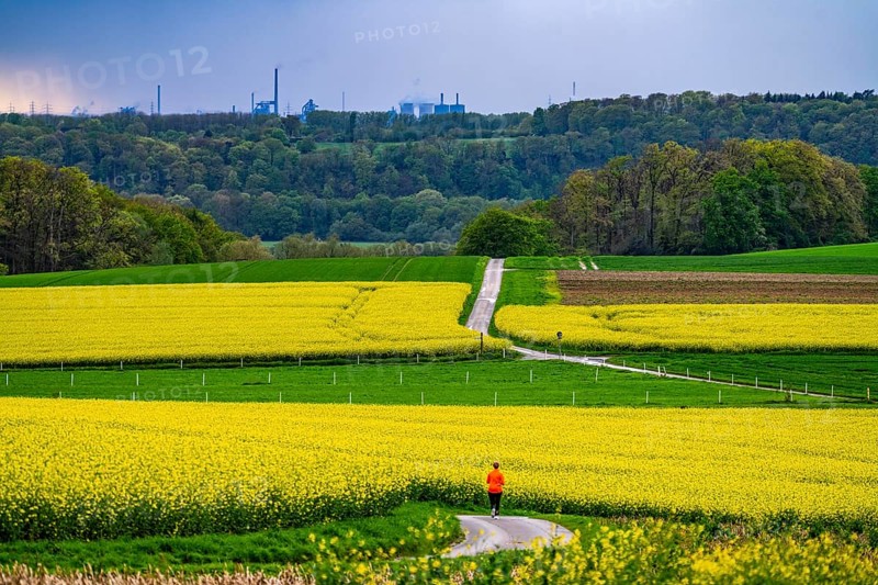 View over Mülheim an der Ruhr, Ickten, rape fields, over the Ruhr heights, to Duisburg-Hüttenheim, steelworks, blast furnaces, coking plant, of the Krupp-Mannesmann steelworks, HKM, North Rhine-Westphalia, Germany, Europe