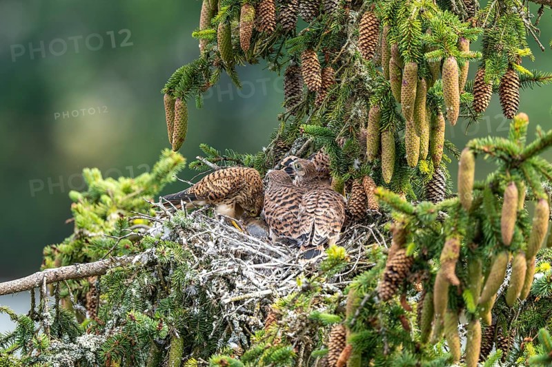 Common kestrel (Falco tinnunculus), female adult bird feeding young birds not yet ready to fly in the nest, Rhineland-Palatinate, Germany, Europe