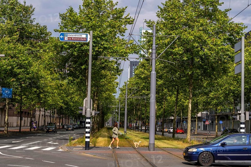 Urban greening, inner-city street Laan op Zuid, in Rotterdam's Feijenoord district, 4 lanes, 2 tram tracks, cycle paths on both sides, pavements and parking lanes, planted with hundreds of plane trees over around 1.5 km, providing shade, cooling in summer, tram tracks with grass surface, less surface sealing, urban climate, microclimate in the city, Rotterdam, Netherlands