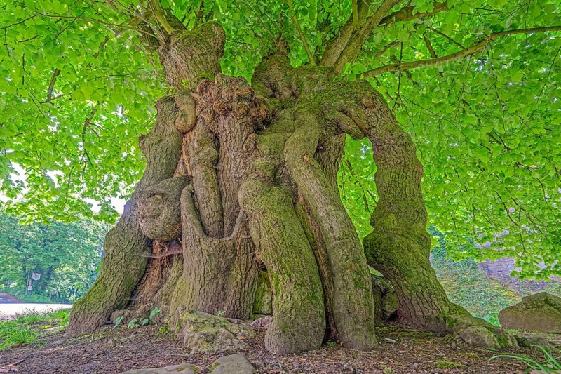 Court lime tree below the Schaumburg Castle Germany