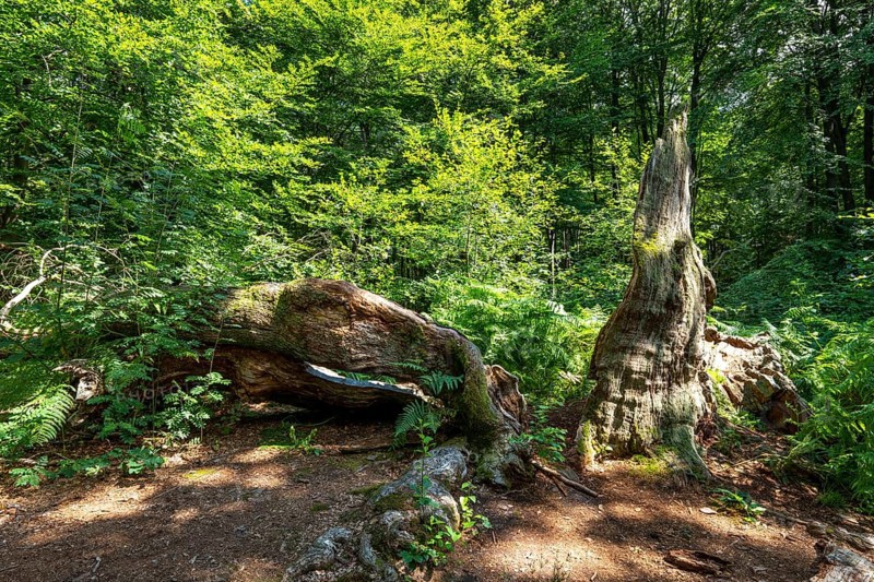The Sababurg primeval forest, or primeval forest in the Reinhardswald, is a 95-hectare biotope under nature and landscape protection, with trees over 500 years old, hut trees, in the district of Kassel, Hesse, Germany, Europe