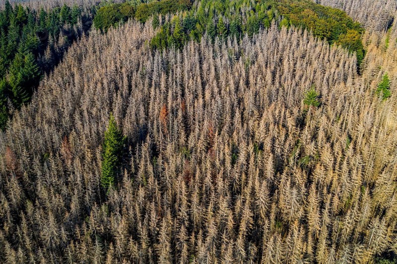 Sauerland, forest dieback, dead spruce trees, caused by the bark beetle, high temperatures, lack of water, climate change, North Rhine-Westphalia, Germany, Europe