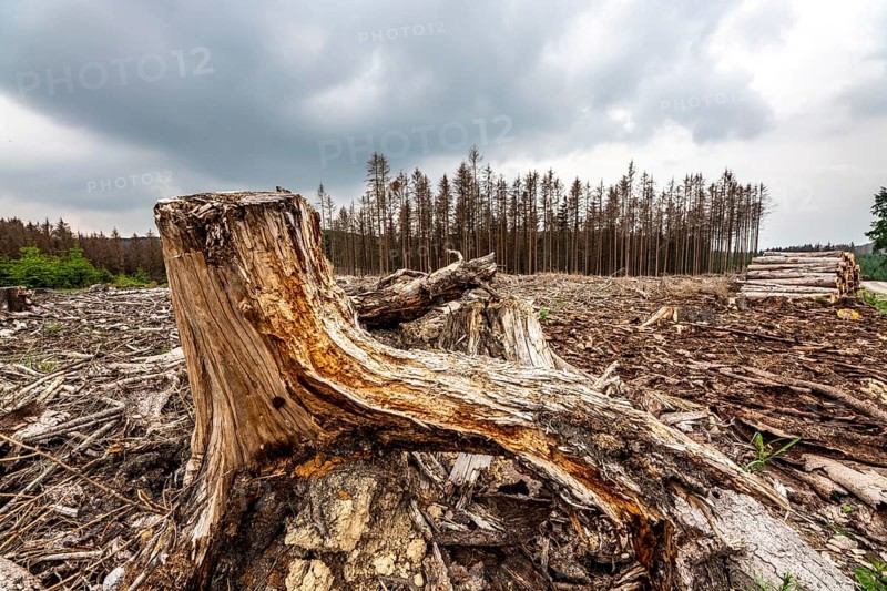Forest dieback in the Arnsberg Forest nature park Park, over 70 per cent of the spruce trees are diseased, damaged, mostly by the bark beetle, which was able to spread due to drought and heat, climate change, attempts are being made to adapt the forest to climate change by replanting other tree species, near Hirschberg, North Rhine-Westphalia, Germany, Europe