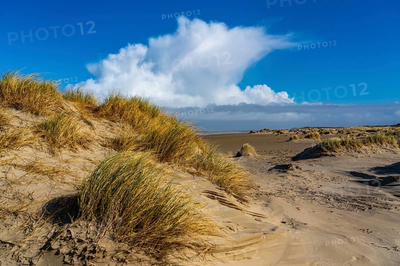 Dune landscape, sand dunes, dune grass in the west of Borkum, island, East Frisia, winter, season, autumn, Lower Saxony, Germany, Europe