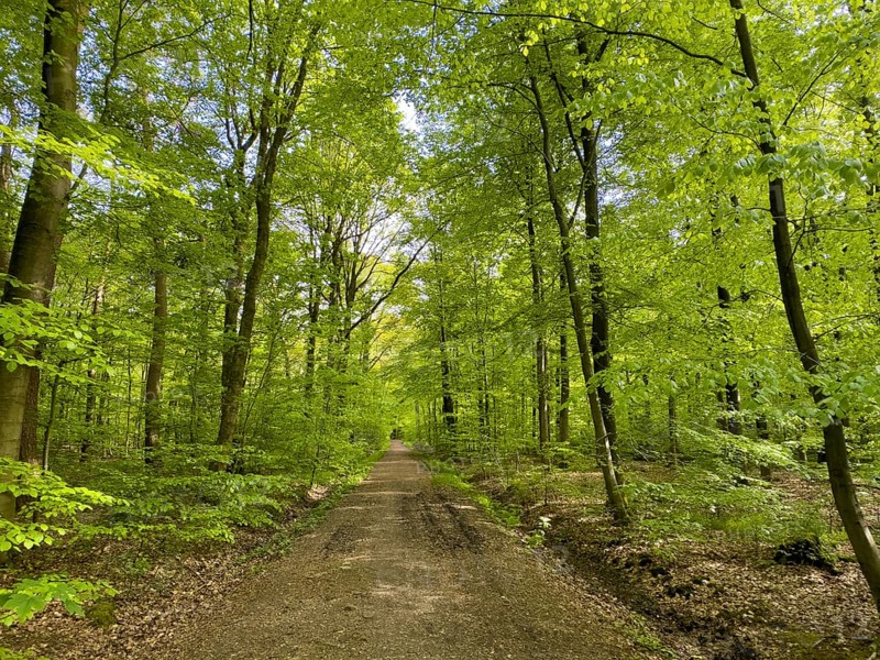Forest path through beech forest beeches (Fagus) trees deciduous trees sprouting leaves in green mixed deciduous forest in May spring, North Rhine-Westphalia, Germany, Europe