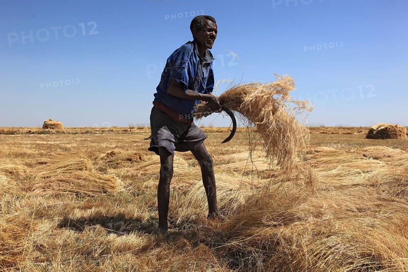Amhara region, farmers harvesting teff, teff, tef, dwarf millet, Eragrostis tef, seeds are gluten-free and rich in essential fatty acids. This type of millet is the most important grain in Ethiopia, where it is processed into flatbread and beer and used as animal feed., Ethiopia, Africa