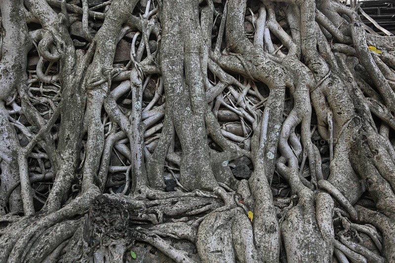 Amhara region, near Gondar, Gonder, aerial roots of the woody figs at the Fasilida's moated castle, Ethiopia, Africa