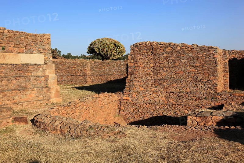 Ruins of the Palace of the Queen of Sheba near Axum, Aksum, Dongur Palace, Euphorbia candelabrum, Euphorbia tree, spurge, Ethiopia, Africa