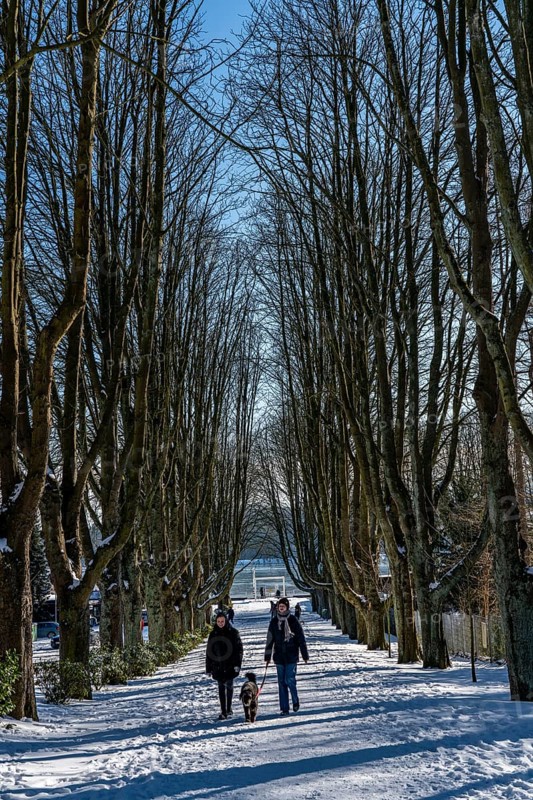 Winter in the Ruhr area, Lake Baldeney, snow-covered, partly frozen lake, tree-lined avenue to the shore, lido landing stage, Essen, North Rhine-Westphalia, Germany, Europe