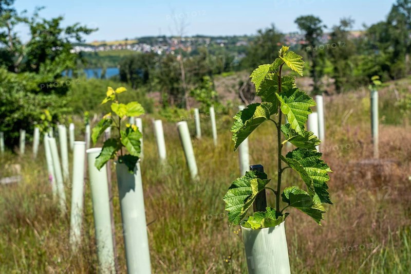 Reforestation in the Arnsberg forest above the Möhnesee, Soest district, tubes as browsing protection, to protect against wild animals, on the site of a spruce forest that had died and been felled due to heavy bark beetle infestation, North Rhine-Westphalia, Germany, Europe