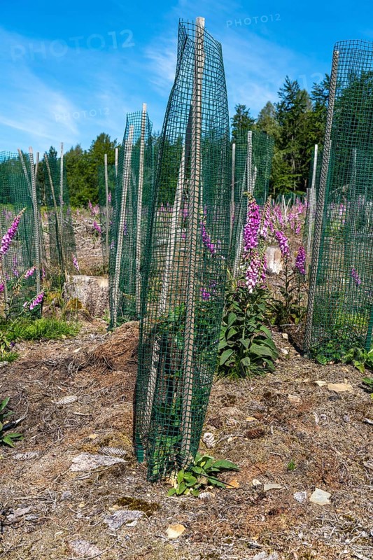 Reforestation in the Arnsberg Forest near Freienohl, Soest district, young oak trees, with browsing protection, to protect against wild animals, on the site of a spruce forest that had died and been felled due to heavy bark beetle infestation, North Rhine-Westphalia, Germany, Europe
