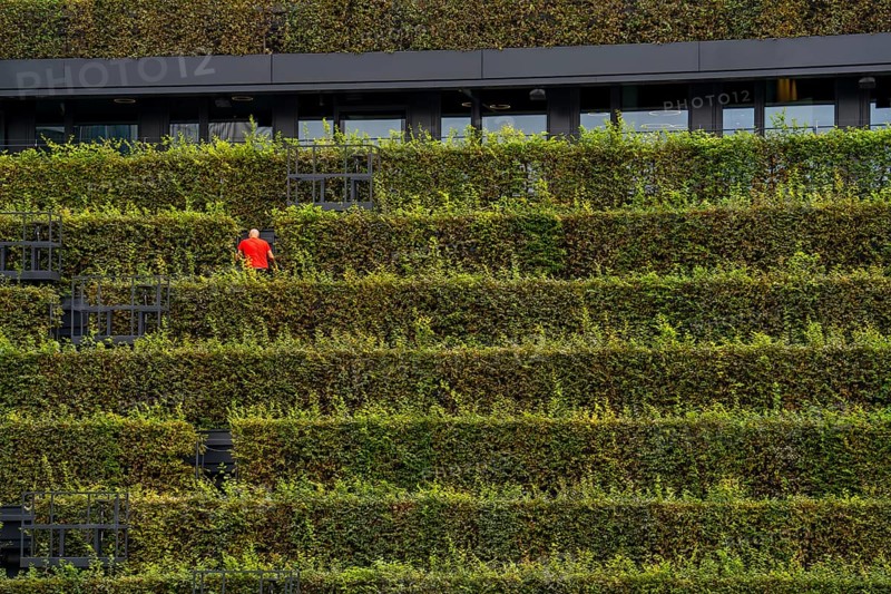 Green façade, made of over 30, 000 hornbeams forming a hedge a good 8 kilometres long, on the roof and façade of the Kö-Bogen-2 building, technician, gardener working on the façade, largest green façade in Europe, Düsseldorf North Rhine-Westphalia, Germany, Europe