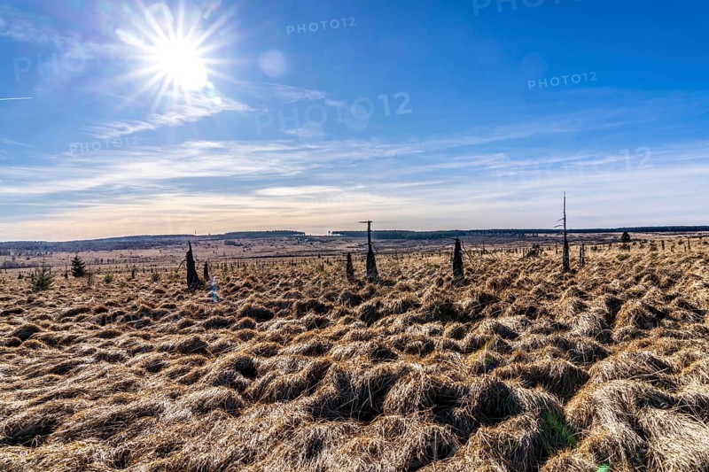 The High Fens, raised bog, in the Eifel and Ardennes region, High Fens-Eifel nature park Park, north-east of Baraque Michel, Belgium, Wallonia, Europe