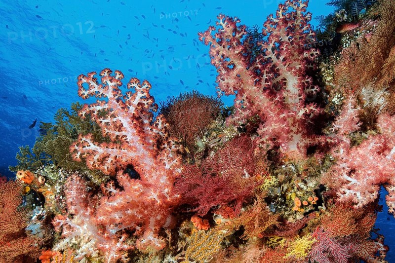 Several colourful soft corals (Dendronephthya) growing in colourful coral reef, Pacific, Indo-Pacific, Andaman Sea, Bali, Indonesia, Asia