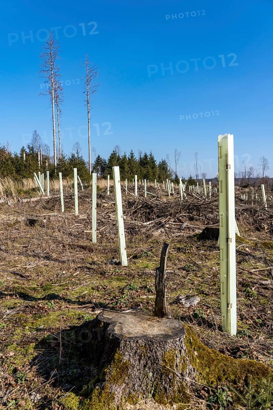 Cleared forest area north of the village of Hirschberg, Soest district, dead spruce stands were felled, reforested area, dead trees due to bark beetle infestation, Arnsberg Forest, North Rhine-Westphalia, Germany, Europe